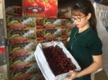 ĂN CHERRY, NHO NHẬP KHẨU THEO MÙA  ĐỂ HẠN CHẾ MUA PHẢI 