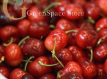  Cherry Royal Mỹ - 