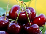 CÓ GÌ HẤP DẪN TRONG QUẢ CHERRY MÀ LẠI LÀM NGÂY NGẤT LÒNG NGƯỜI?