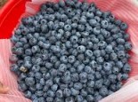 Dựng vùng trồng giả ở Sơn La, đường dây nhập lậu gần 19 tấn 