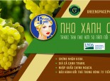 GREENSPACE HÁO HỨC CHÀO ĐÓN CỰC PHẨM NHO XANH LADY SIÊU NGON SIÊU NGỌT