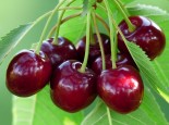 TÌM HIỂU MÙA VỤ CỦA CHERRY TẠI AUSTRALIA