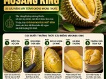 Tại sao thưởng thức sầu riêng Musang King an toàn GreenSpace phải đợi đến nứt đít mới khui 