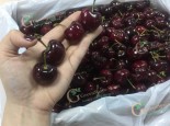 TÌM KIẾM NHÀ PHÂN PHỐI CHERRY ÚC NHẬP KHẨU.