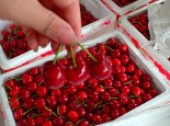 VÌ SAO TRÊN THỊ TRƯỜNG NGẬP TRÀN CHERRY GIÁ RẺ?