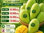 Xoài Cát Hòa Lộc Cao Lãnh an toàn GreenSpace
