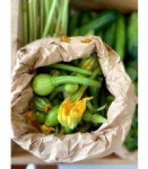 BÔNG BÍ NỤ HỮU CƠ