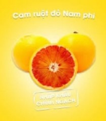 CAM CARA RUÔT ĐỎ NAM PHI