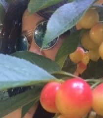 CHERRY VÀNG LAMBERT ( CHERRY NGON NHẤT CỦA MỸ )