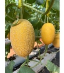 Dưa Lưới Golden GreenSpace Premium