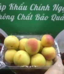 MƠ THỔ NHỸ KỲ