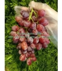 NHO ĐỎ CRIMSON SEEDLESS