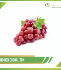 NHO RED GLOBE TÂY BAN NHA