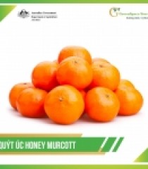 QUÝT ÚC HONEY MURCOTT