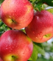 TÁO ORGANIC PIXIE CRUNCH