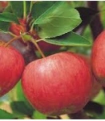 TÁO ROSE NEW ZELAND