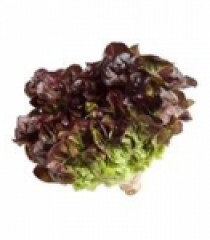 XÀ LÁCH OAK LEAF TÍM ORGANIC