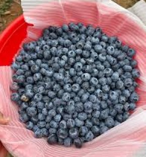 Dựng vùng trồng giả ở Sơn La, đường dây nhập lậu gần 19 tấn 