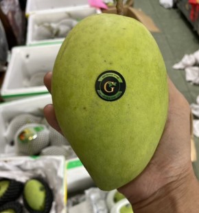 Tặng 1kg Xoài Cát Hòa Lộc Cao Lãnh an toàn GreenSpace 89k khi mua 1 thùng 30 kg Dưa lưới đế mật an toàn Premium hoặc VIP