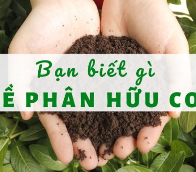 KHÁI NIỆM CHẤT HỮU CƠ VÀ PHÂN HỮU CƠ