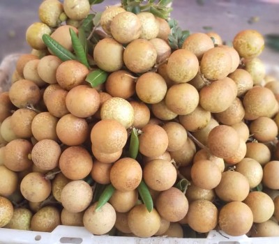 NHÃN TIÊU DA BÒ SẠCH BẾN TRE GSS