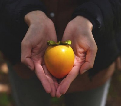 HỒNG VUÔNG ĐỒNG SẤY TREO THƯƠNG HIỆU RK