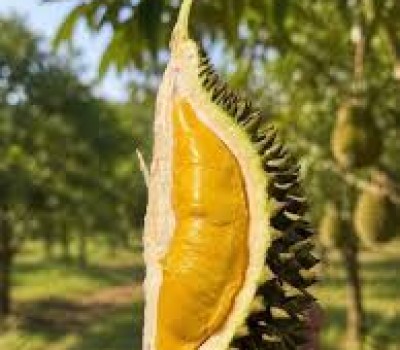 SẦU RIÊNG MUSANG KING AN TOÀN GSS