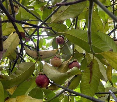 MĂNG CỤT AN TOÀN CÁI MƠN GREENSPACE