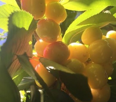 CHERRY VÀNG MỸ