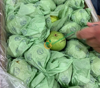 LÊ XANH MỸ (GREEN ANJOU PEAR)