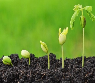 CÁCH BỔ SUNG CÁC CHẤT DINH DƯỠNG CHO CÂY TRỒNG HỮU CƠ