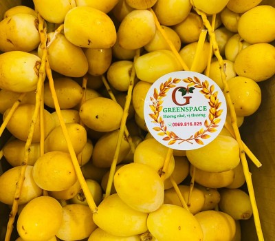 CHÀ LÀ TƯƠI THÁI