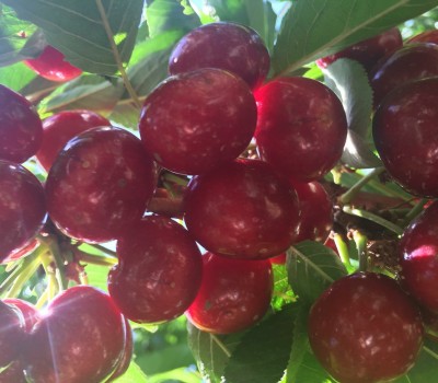 CHERRY ĐỎ LAPINS MỸ 