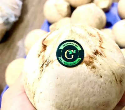 DỪA  HỮU CƠ TRỌC ĐẦU BẾN TRE GSS