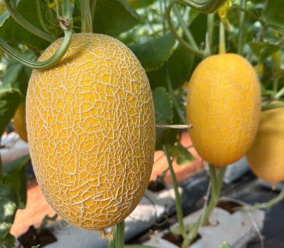 Dưa Lưới Golden GreenSpace Premium