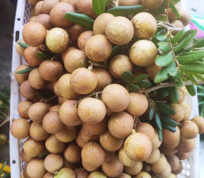 NHÃN TIÊU DA BÒ SẠCH BẾN TRE GSS