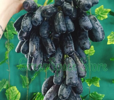 NHO NGÓN TAY NAM PHI