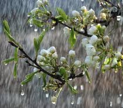NƯỚC MƯA LÀ NGUỒN NƯỚC TƯỚI TỐT CHO NÔNG NGHIỆP HỮU CƠ ?