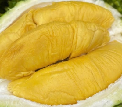 SẦU RIÊNG MUSANG KING AN TOÀN GSS