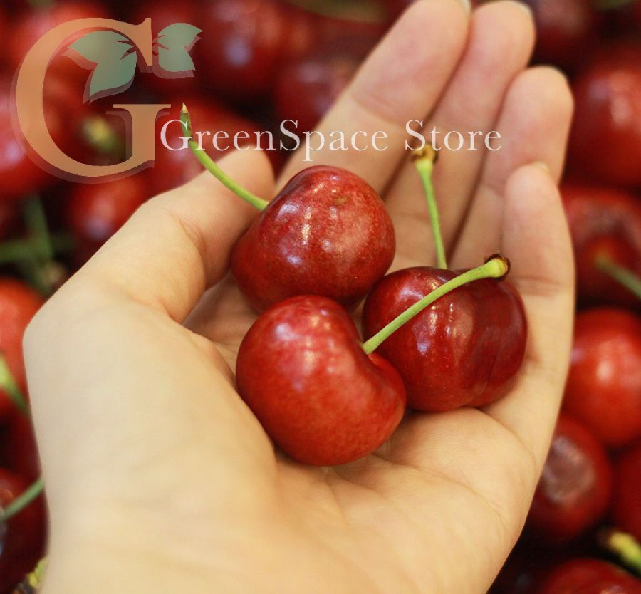 Cherry Royal Tươi 